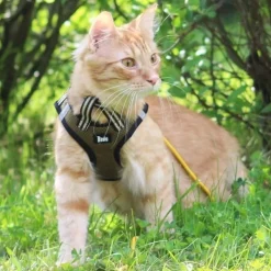 Basic Kissan Valjaat|Ulkoilu*Cat Sporty NoEscape -kissan valjaat