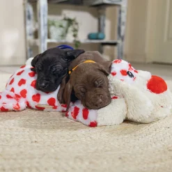 Beeztees Koiran Pehmolelut*Cuddle Toy Suki XL