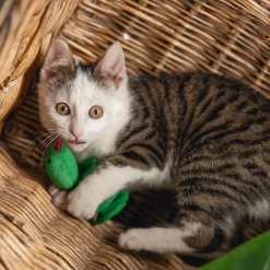 Beeztees Kissanminttulelut|Kissan Pelit Ja Aktivointilelut*Jungle Cat Snake Craza