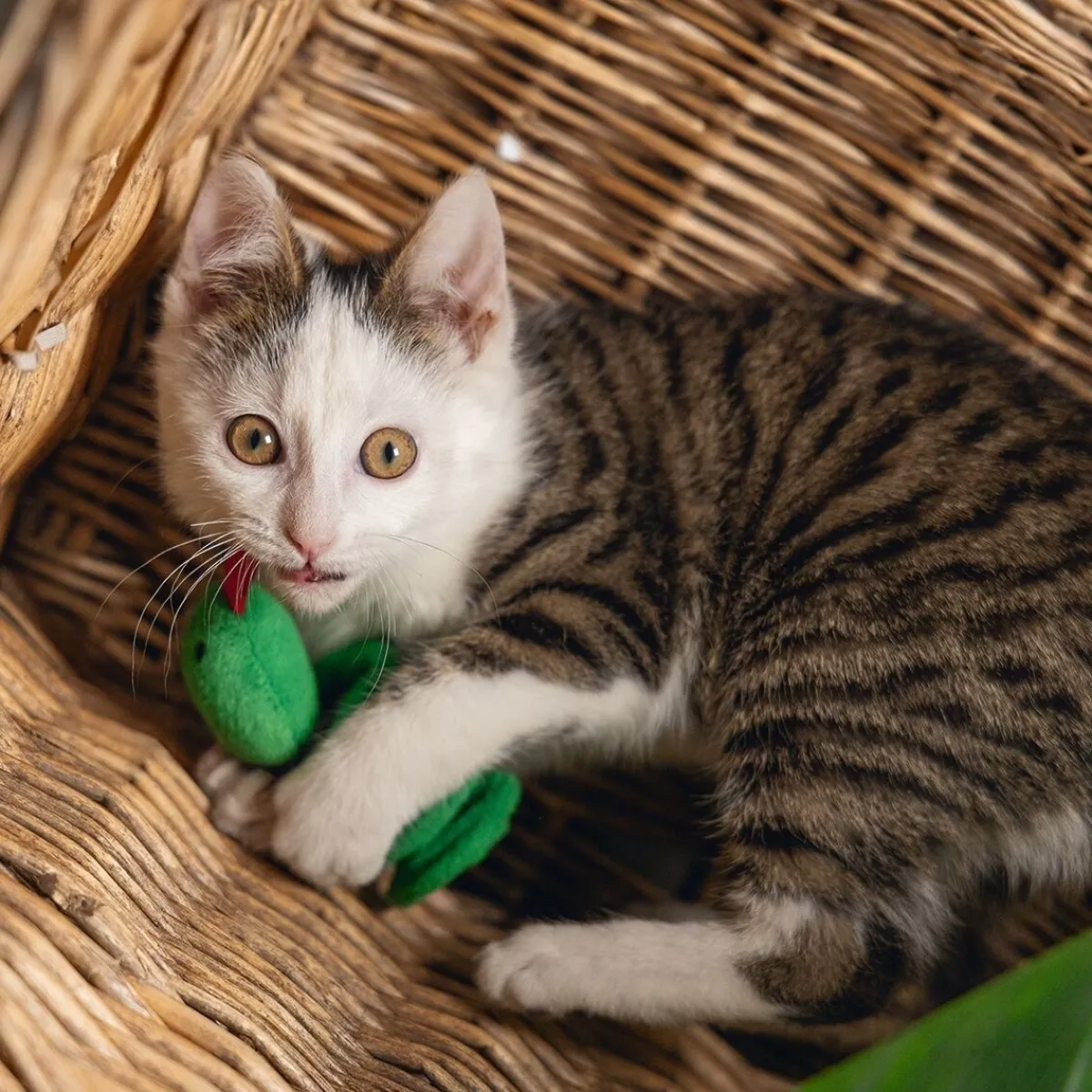 Beeztees Kissanminttulelut|Kissan Pelit Ja Aktivointilelut*Jungle Cat Snake Craza