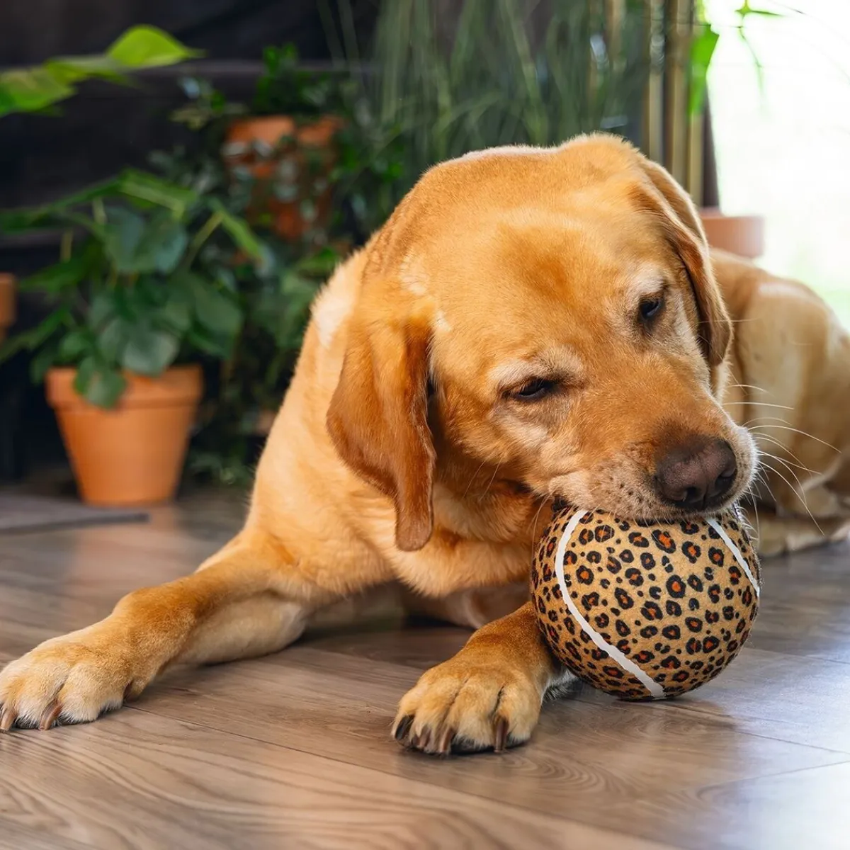Beeztees Koiran Pallot*Jungle Tennis Ball Panther