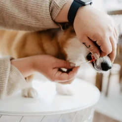 Bellylabs Hoito Ja Terveys*koirien tiineystesti