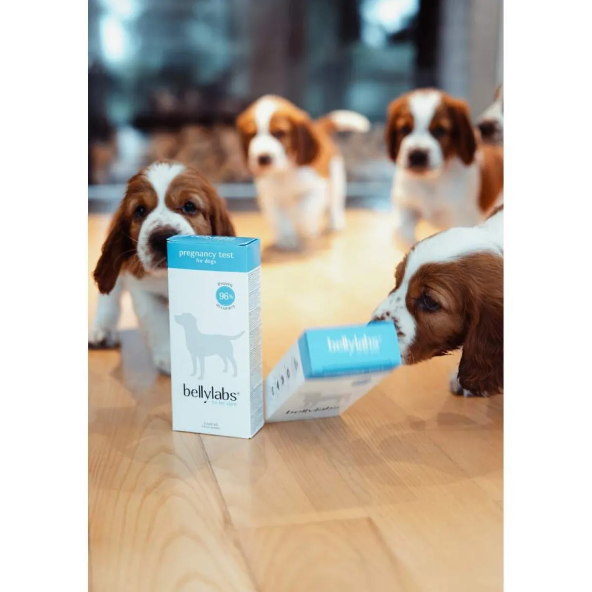 Bellylabs Hoito Ja Terveys*koirien tiineystesti