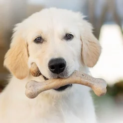 Benebone Puruluut*Puppy Wishbone Bacon