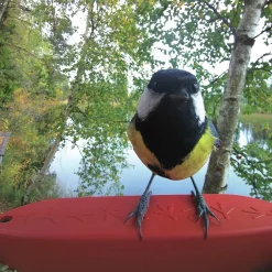 Birdbuddy Ulkolinnut|Koirakamerat*Bird Buddy -lintulauta kameralla