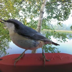 Birdbuddy Ulkolinnut|Koirakamerat*Bird Buddy -lintulauta kameralla