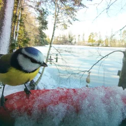 Birdbuddy Ulkolinnut|Koirakamerat*Bird Buddy -lintulauta kameralla