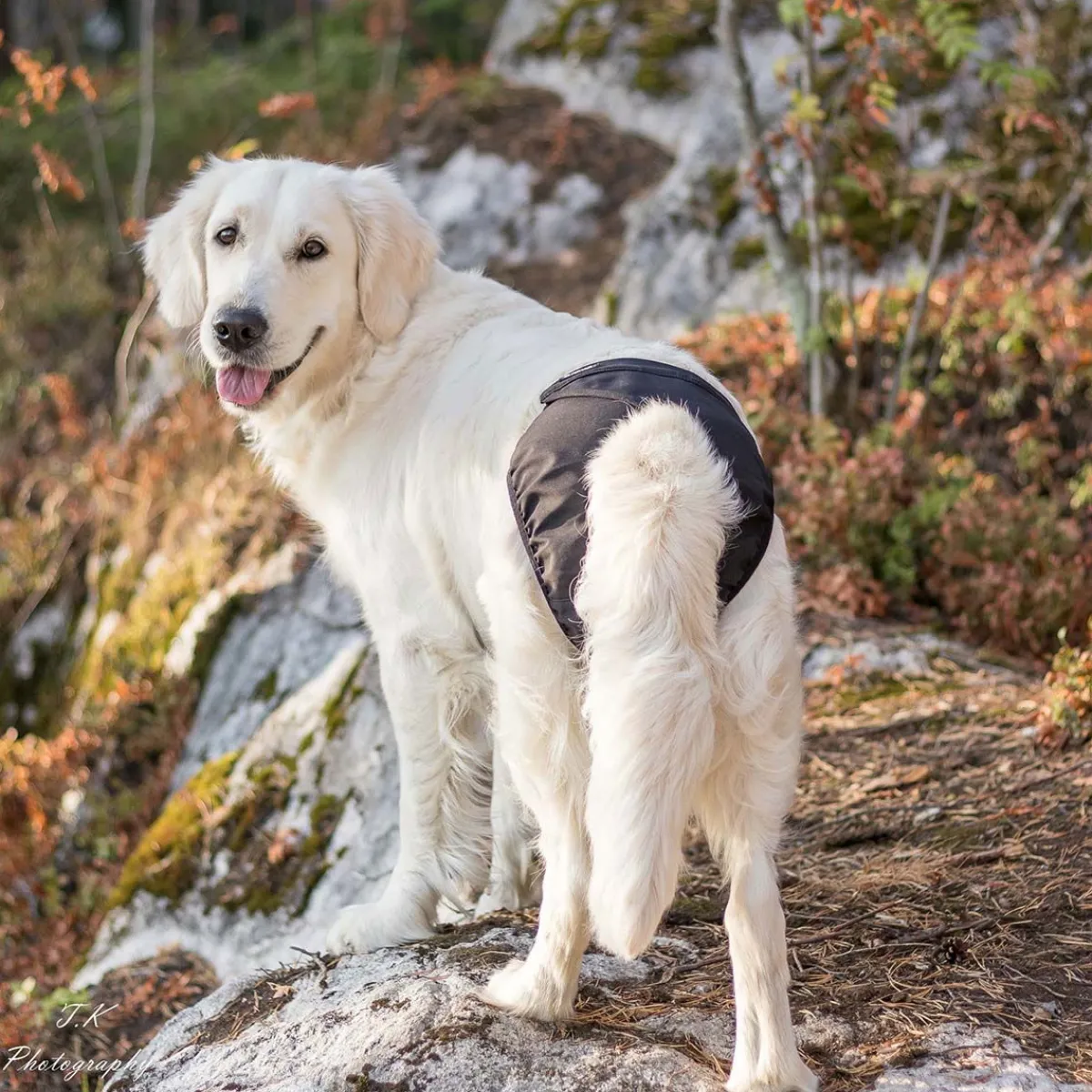 FinNero Koiran Narttu- Ja Urossuojat|Koiran Juoksuhousut Ja Urosvyöt*Brenda narttusuoja harmaa