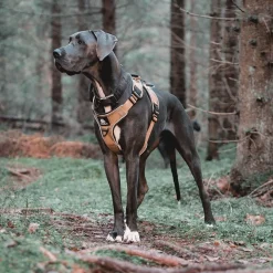 Cerberos Igp|Koiran Valjaat*Active valjas, Desert Brown