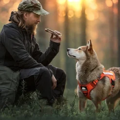 Cerberos Igp|Koiran Valjaat*Tactical valjaat koiralle, Rescue Orange