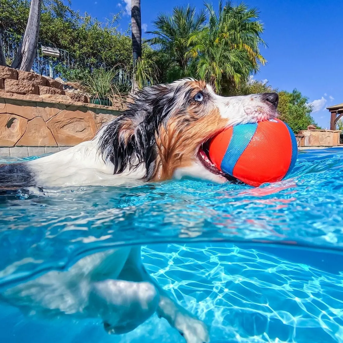 Chuckit Koiran Vesilelut|Koiran Pallot*Amphibious Megapallo