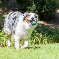 Chuckit Koiran Pallot Ja Heittolelut|Koiran Pallot*Ultra Squeaker koiran pallo