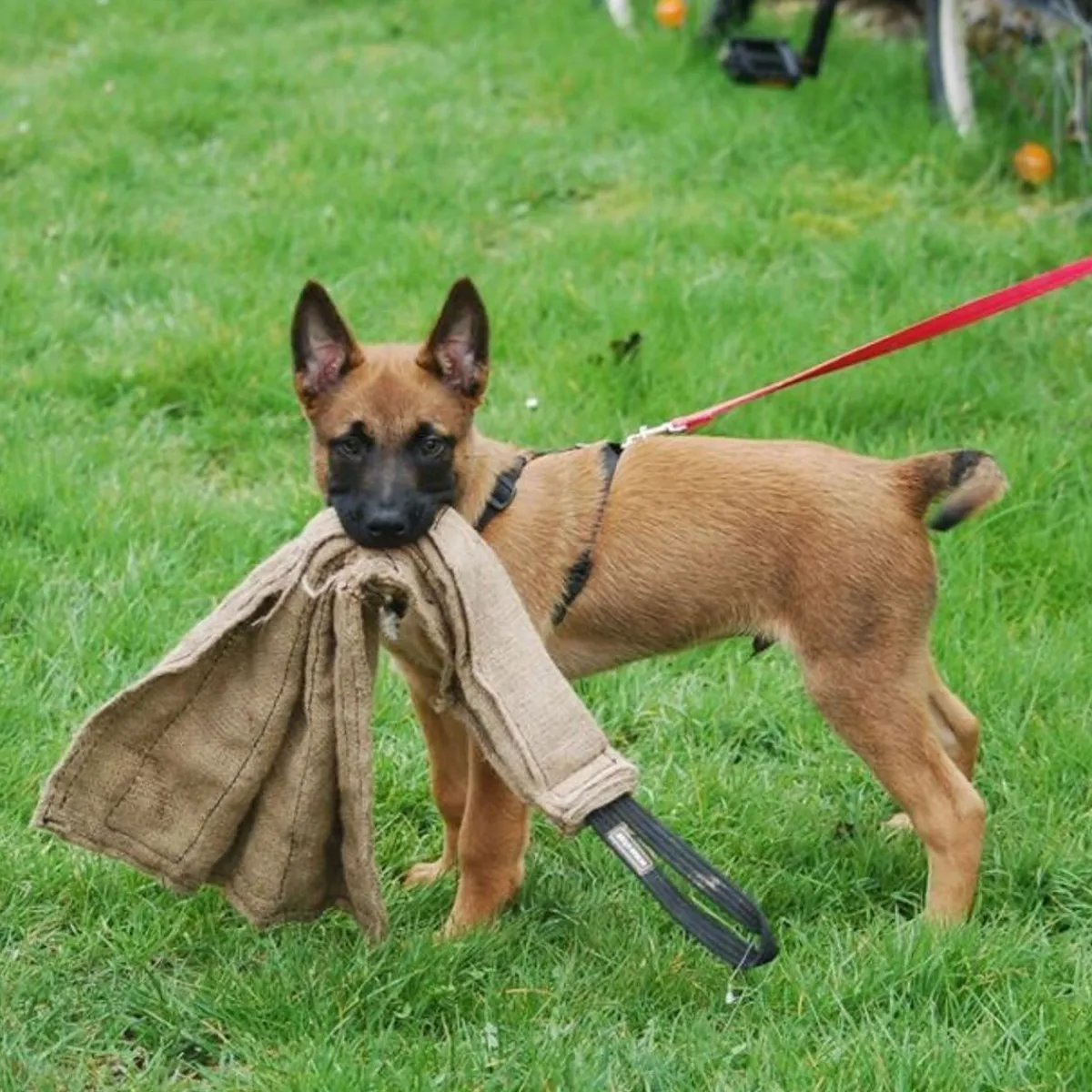 Dingo Gear Koiran Vetolelut|Koiran Treenilelut*juuttirätti 65 cm