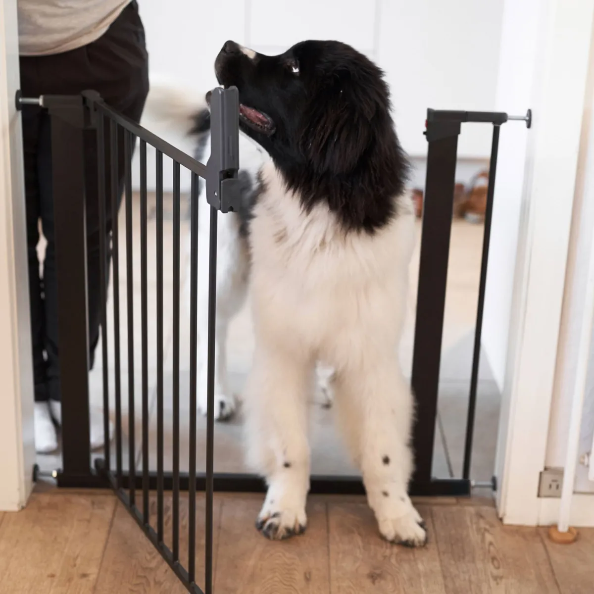 DogSpace Portit|Häkit*Lassie -koiraportti 73,5-79,6 x 72 cm