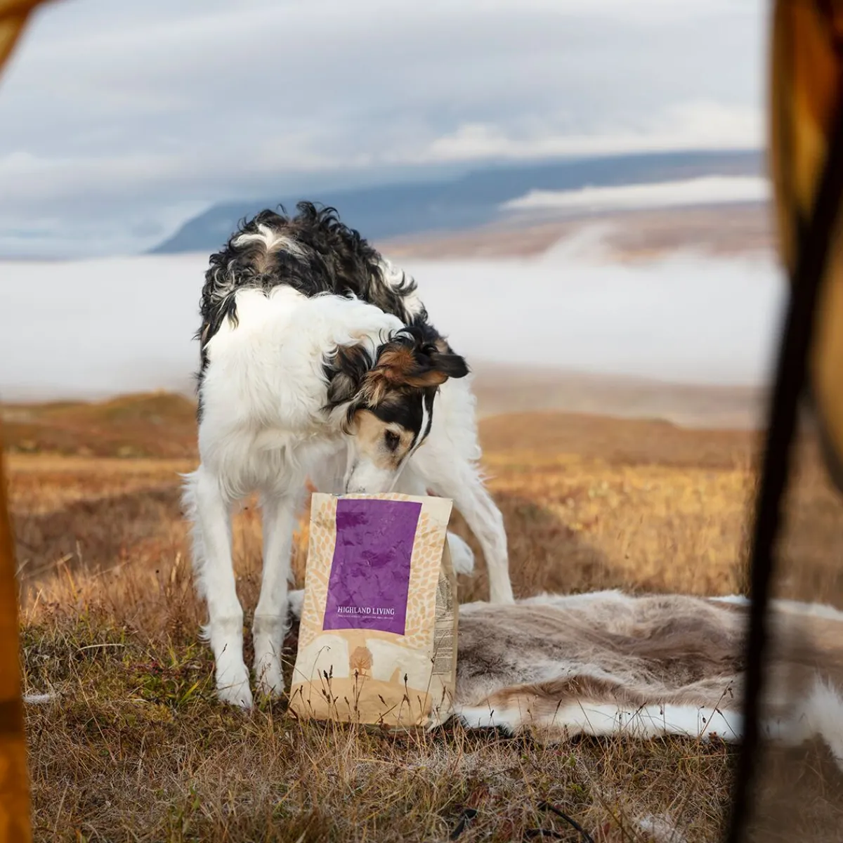 Essential Foods Koiran Kuivaruoka|Viljaton Koiranruoka*ESSENTIAL HIGHLAND LIVING 10kg