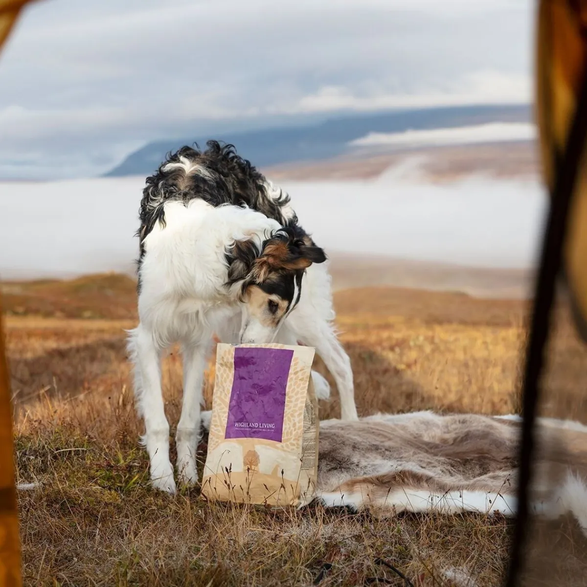 Essential Foods Koiran Kuivaruoka|Viljaton Koiranruoka*ESSENTIAL HIGHLAND LIVING 10kg