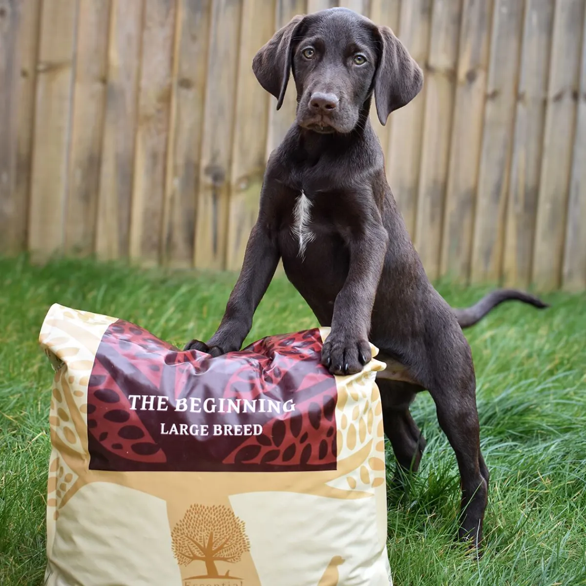 Essential Foods Koiran Kuivaruoka|Viljaton Koiranruoka*ESSENTIAL the BEGINNING Large Breed 10 kg