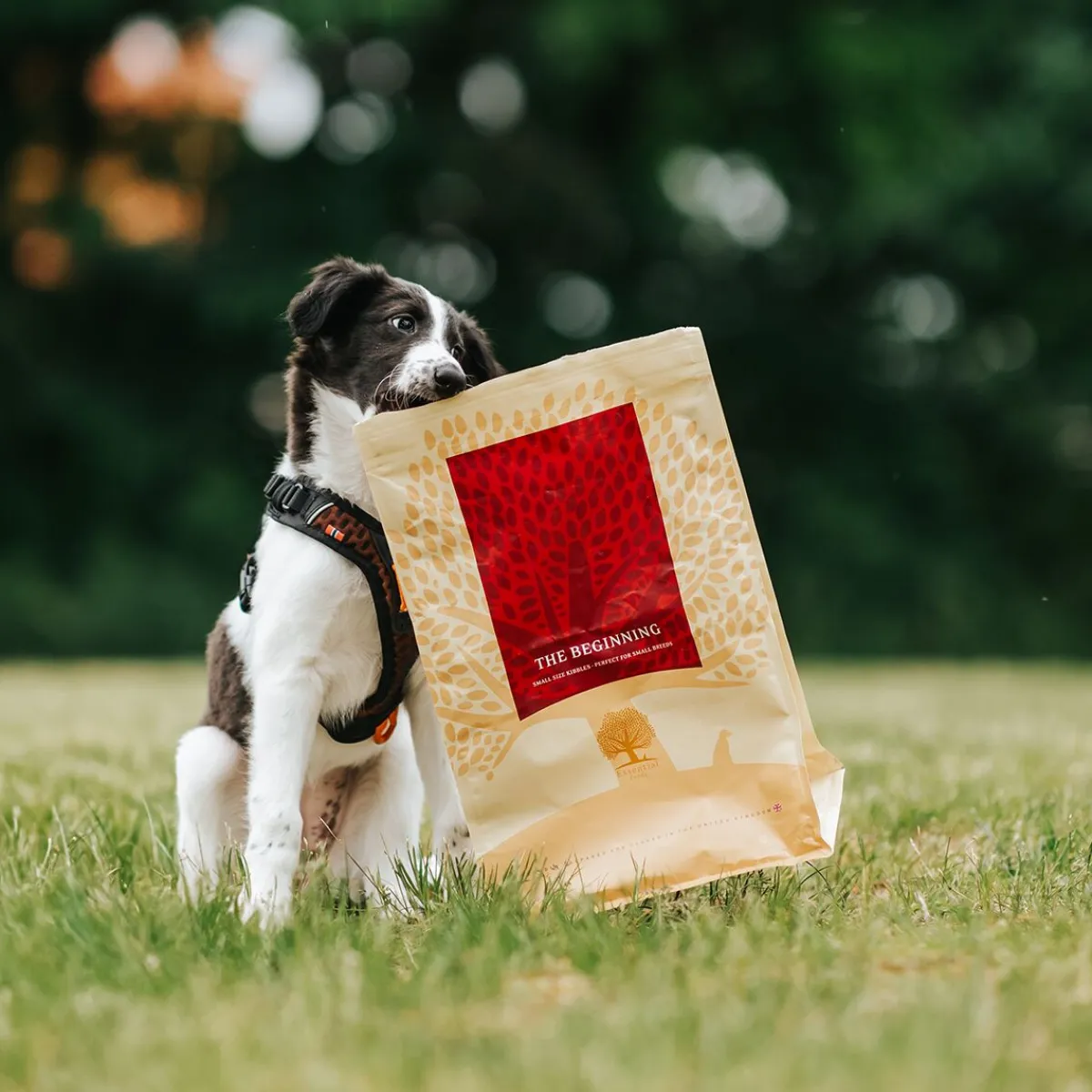 Essential Foods Koiran Kuivaruoka|Viljaton Koiranruoka*ESSENTIAL the BEGINNING SMALL BREED