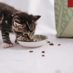 Essential Foods Viljaton Kissanruoka|Kissanpennun Ruoka*ESSENTIAL The LITTLE LION
