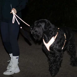 Feel Active Koiran Heijastimet Ja Valot|Koiran Valjaat*Reflective heijastinvaljas oranssi