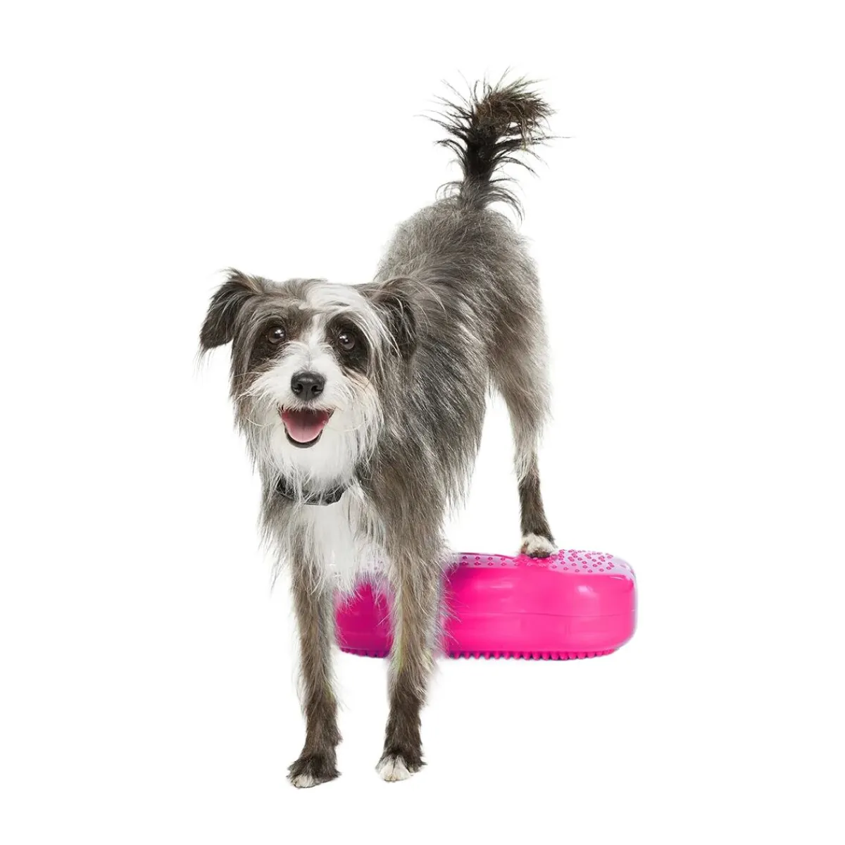 FitPaws Koiran Tasapainotyynyt|Uutuudet Koirille*K9FitBone Mini, 29 x 17 x 7 cm, 2 kpl