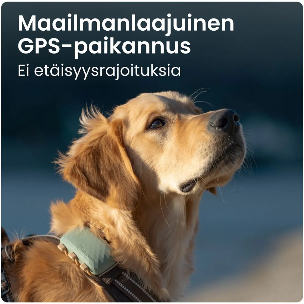 Tractive Retkeily Koiran Kanssa|Retkeily*GPS koiralle XL
