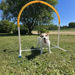 PetEasy Agility|Agility*Hoopers Hoop