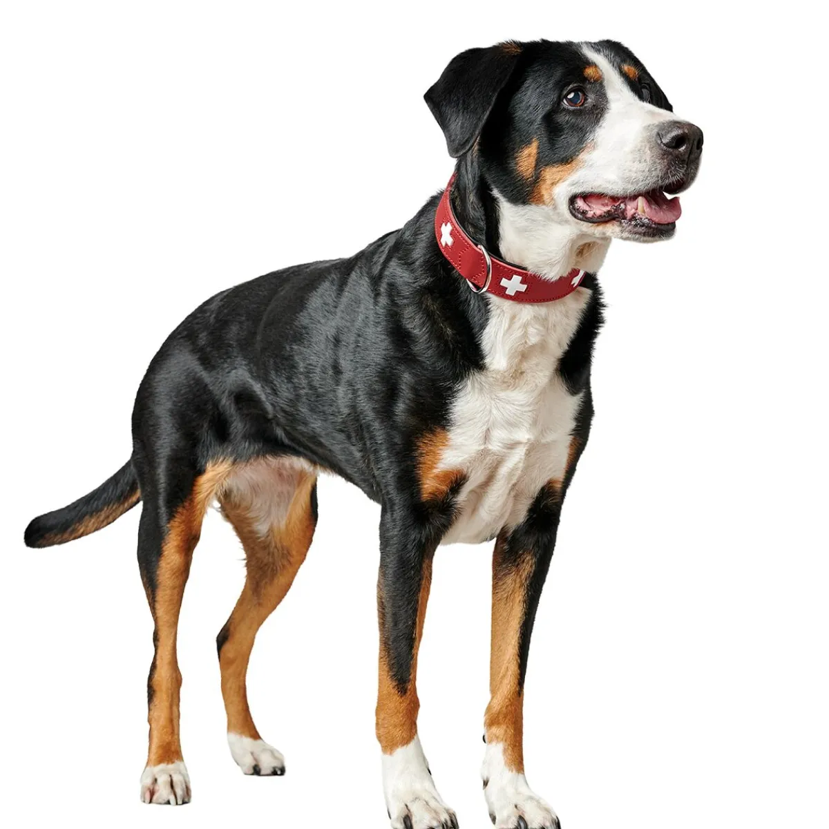 Hunter Koiran Pannat|Uutuudet Koirille*Collar Swiss Red