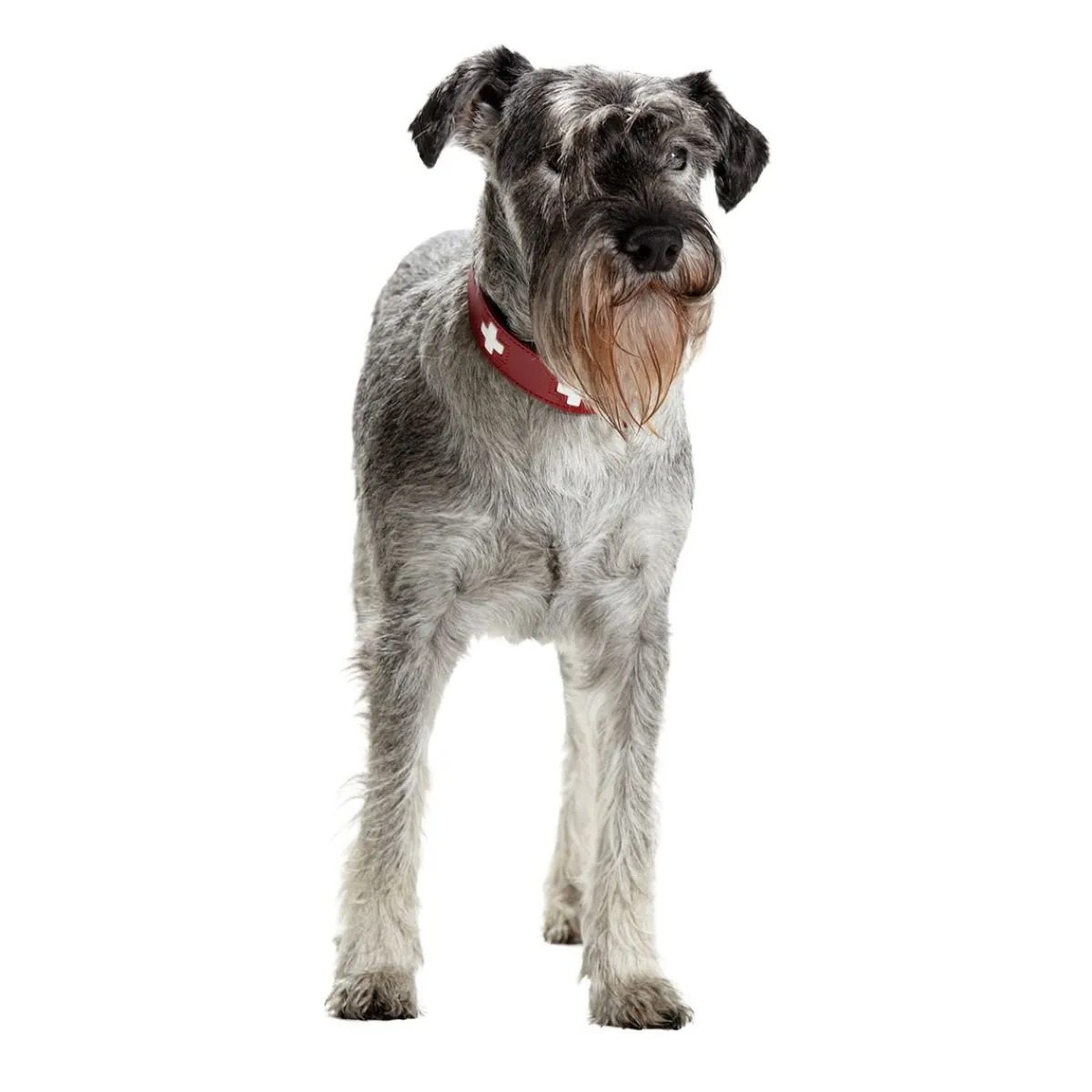 Hunter Koiran Pannat|Uutuudet Koirille*Collar Swiss Red