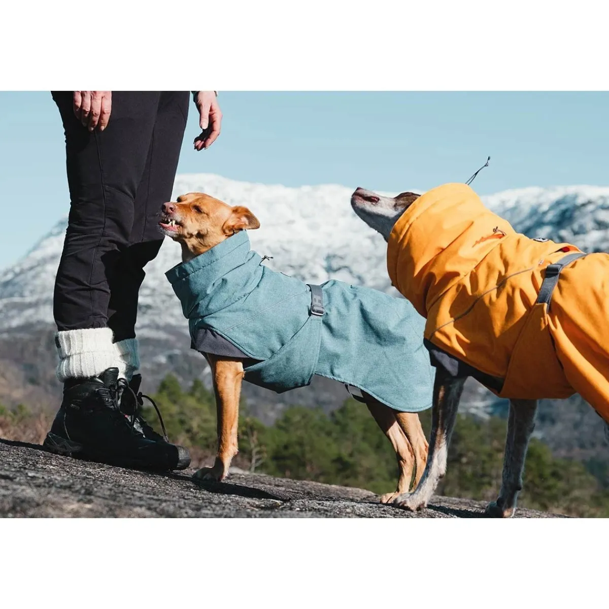 Hurtta Koiran Vaatteet|Koiran Talvitakit*Expedition parka tyrni