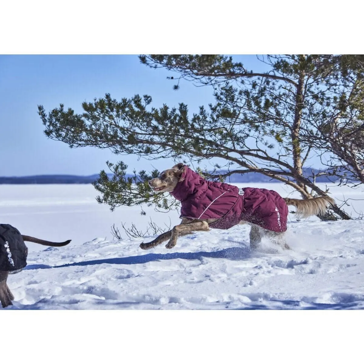 Hurtta Koiran Vaatteet|Koiran Talvitakit*Extreme Warmer III ECO talviparka, munakoiso