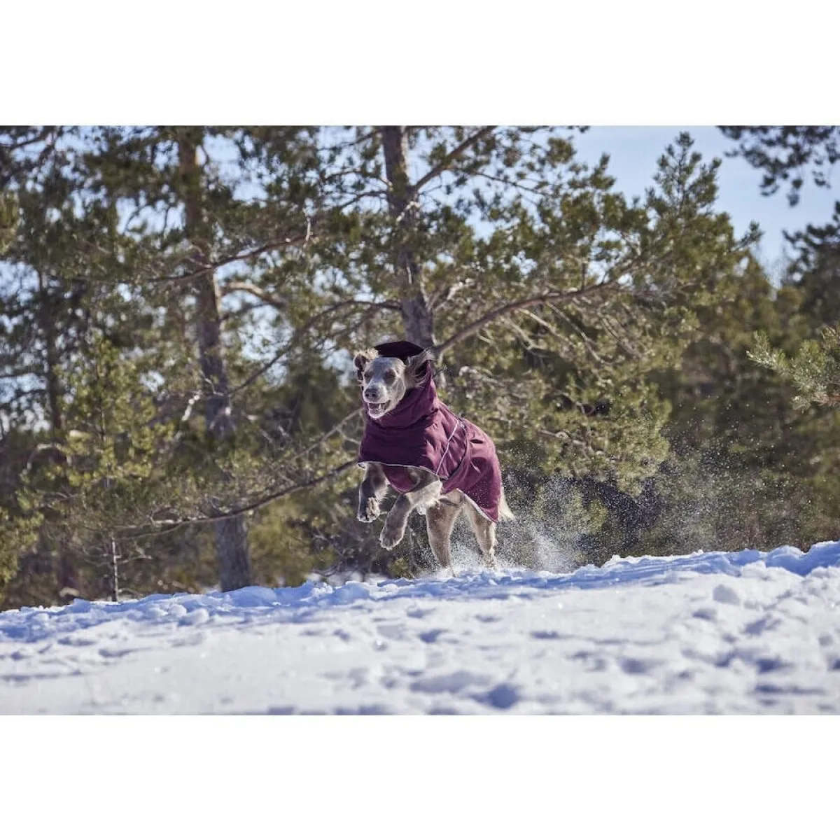 Hurtta Koiran Vaatteet|Koiran Talvitakit*Extreme Warmer III ECO talviparka, munakoiso