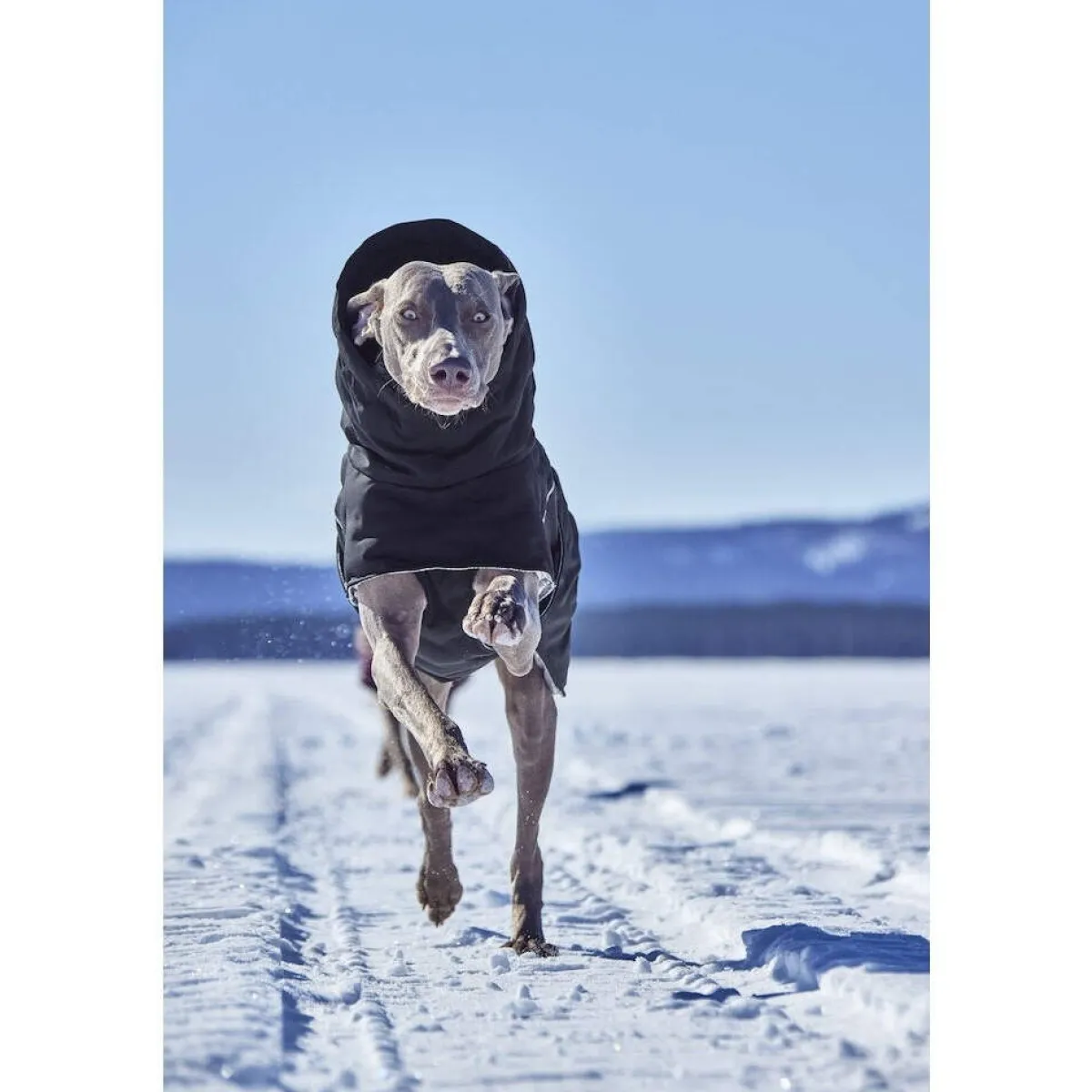 Hurtta Koiran Vaatteet|Koiran Talvitakit*Extreme Warmer III ECO koiran talvitakki, musta