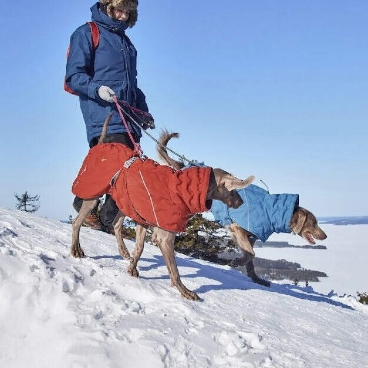 Hurtta Koiran Vaatteet|Koiran Talvitakit*Extreme Warmer III ECO koiran lämpötakki, kaneli