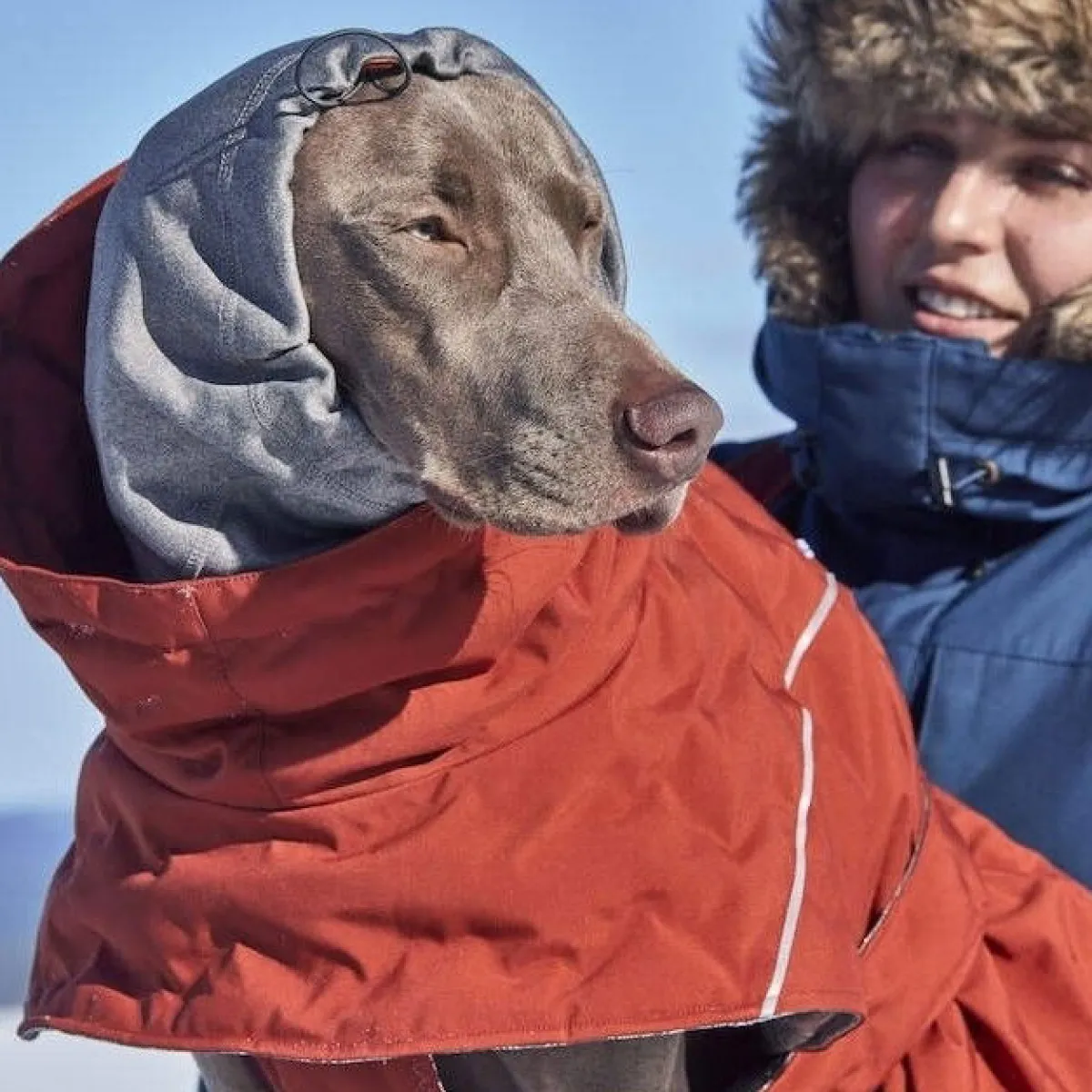 Hurtta Koiran Vaatteet|Koiran Talvitakit*Extreme Warmer III ECO koiran lämpötakki, kaneli