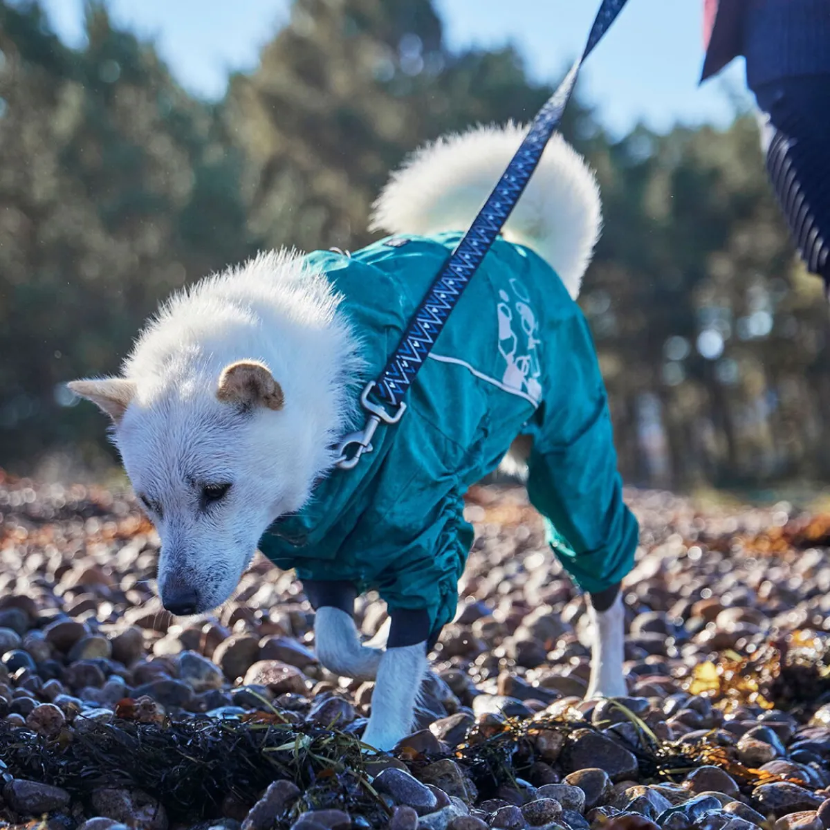 Hurtta Koiran Vaatteet*Mudventure ECO -koiran sadehaalari, riikinkukko