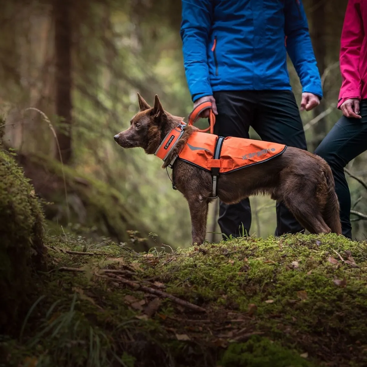 Icepeak Pet Koiran Heijastimet Ja Valot|Koiran Vaatteet*Icepeak Prozone huomioliivi, oranssi