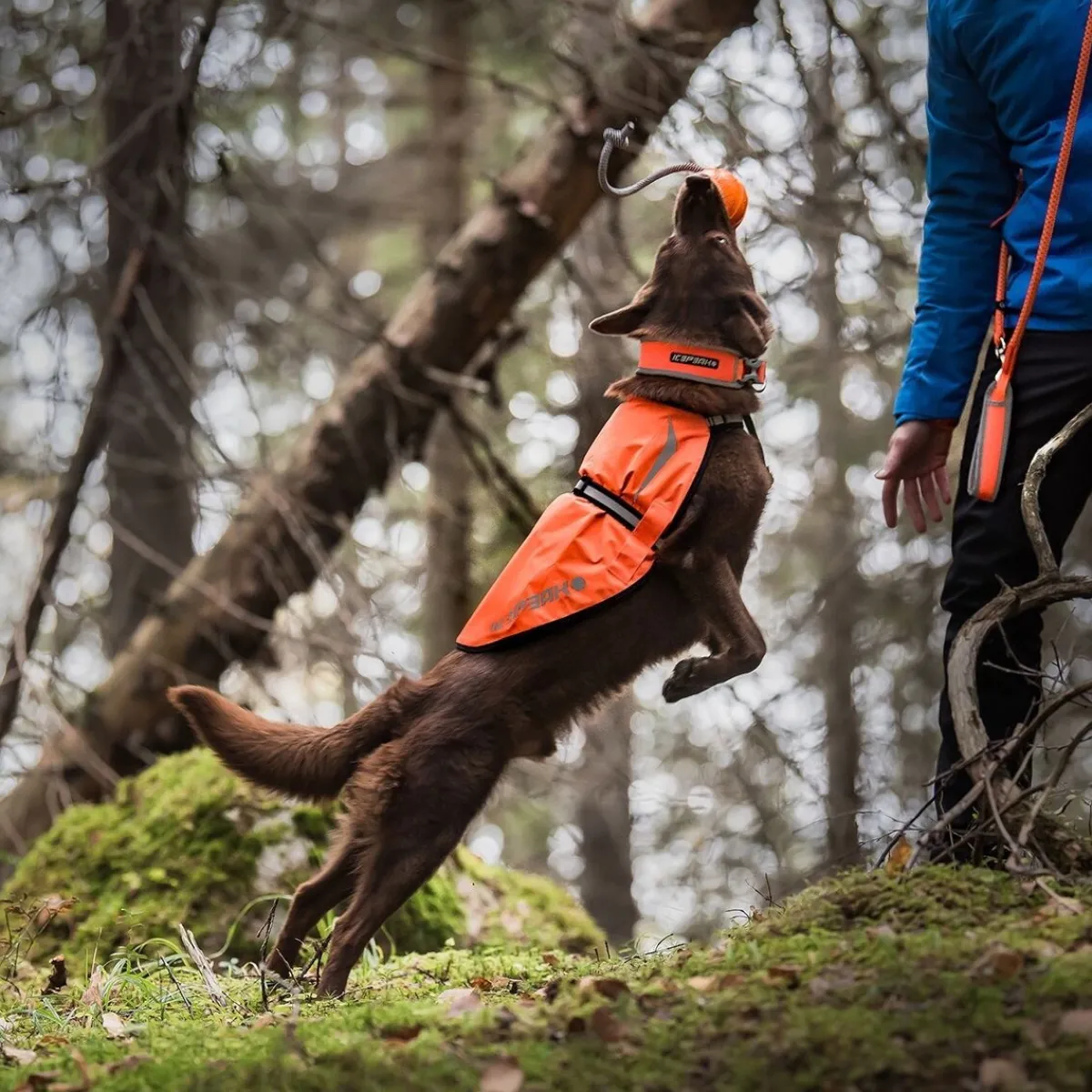Icepeak Pet Koiran Heijastimet Ja Valot|Koiran Vaatteet*Icepeak Prozone huomioliivi, oranssi