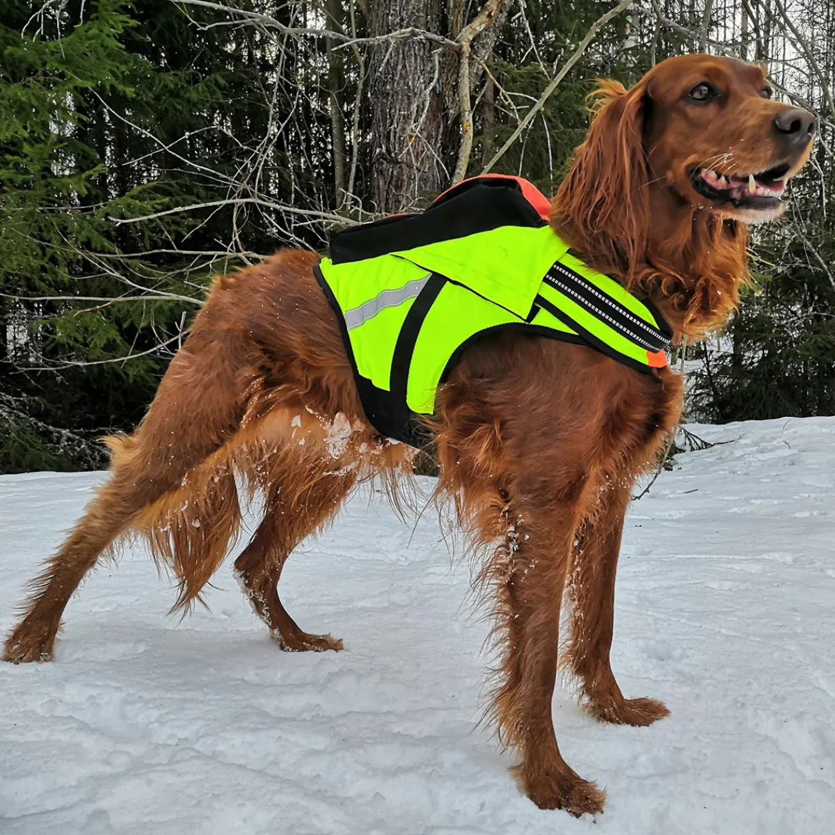 Kardog Koiran Gps*-kelluttava GPS-liivi Jehu