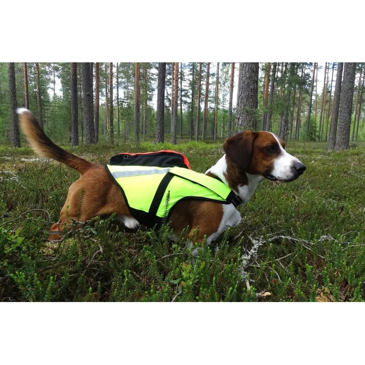 Kardog Koiran Gps*-kelluttava GPS-liivi Jehu
