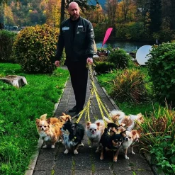 Dingo Koiran Hihnat Ja Flexit*Keltainen hihna Do Not Pet 220 cm