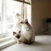 Lilcat Kissan Gps|Lemmikkiteknologia*Kissan GPS