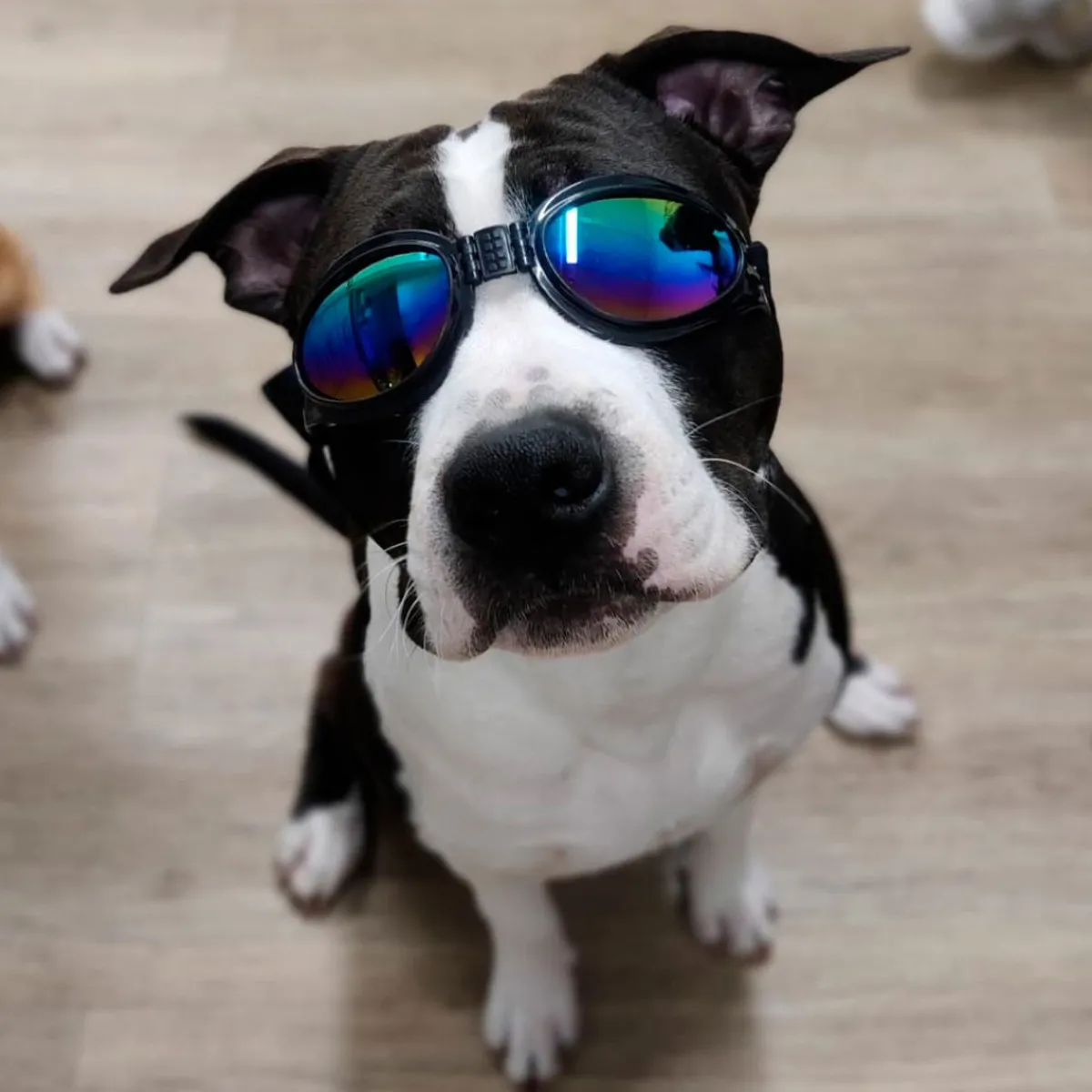 K9 Sport Sack Matkustaminen|Koiran Kuljetus Ja Autoilu*Koiran suojalasit K9 Sport Shades, musta