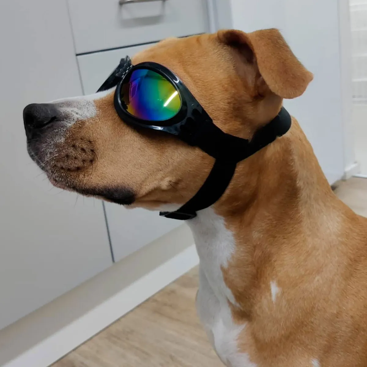 K9 Sport Sack Matkustaminen|Koiran Kuljetus Ja Autoilu*Koiran suojalasit K9 Sport Shades, musta