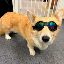 K9 Sport Sack Matkustaminen|Koiran Kuljetus Ja Autoilu*Koiran suojalasit K9 Sport Shades, musta