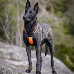 Feel Active Koiran Valjaat|Metsästys Ja Jäljestys*Koiran valjaat FA Sport, oranssi