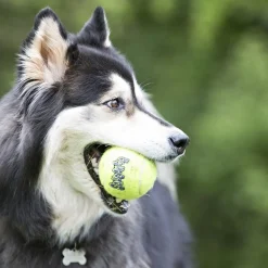 Kong Koiran Pallot*Airdog Squeaker Ball