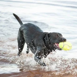 Kong Koiran Pallot*Airdog Squeaker Football