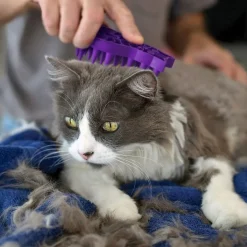 Kong Harjat, Karstat, Suat Ja Kammat*Cat ZoomGroom