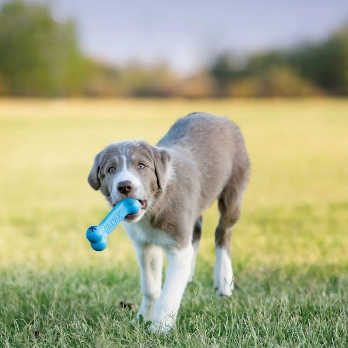 Kong Koiranpennun Lelut|Koiran Pallot Ja Heittolelut*Puppy Goodie Bone, S